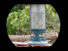 Monocular de visión nocturna Mini91 con vídeo 4K